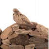 ΕΠΙΤΡΑΠΕΖΙΟ ΔΙΑΚΟΣΜΗΤΙΚΟ ΨΑΡΙ HM4271 DRIFTWOOD ΣΕ ΦΥΣΙΚΟ 40x12x40Υ εκ.