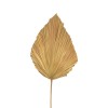 Διακοσμητικό φύλλο Walsy Inart palm leaf σε φυσική απόχρωση Υ135 εκ Διακοσμητικό φύλλο Walsy Inart palm leaf σε φυσική απόχρωση Υ135 εκ