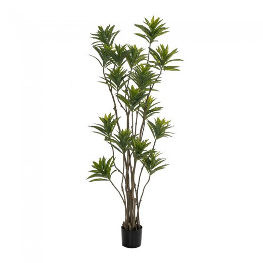 ΦΥΤΟ BAMBOO 180ΕΚ.ΣΕ ΜΑΥΡΗ ΠΛΑΣΤΙΚΗ ΓΛΑΣΤΡΑ (ΔΙΑΜΕΤΡΟΣ 65ΕΚ.) ΠΕΡΙΠΟΥ