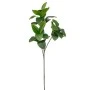 GREEN SYCAMORE BRACH GIGAS 115CM