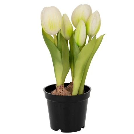 WHITE ARTIFICIAL TULIP 20CM X5 IN BLACK PLASTIC POT