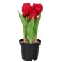 RED ARTIFICIAL TULIP 20CM X5 IN BLACK PLASTIC POT