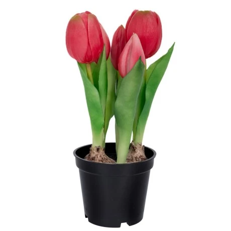 FUSCHIA ARTIFICIAL TULIP 20CM X5 IN BLACK PLASTIC POT