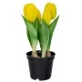 YELLOW ARTIFICIAL TULIP 20CM X5 IN BLACK PLASTIC POT