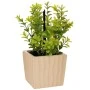 ARTIFICIAL GREEN GRASS IN POT WITH AROMA IN GIFT BOX  (JADE DRAGON TEA FRAGRANCE) 15X12X27CM