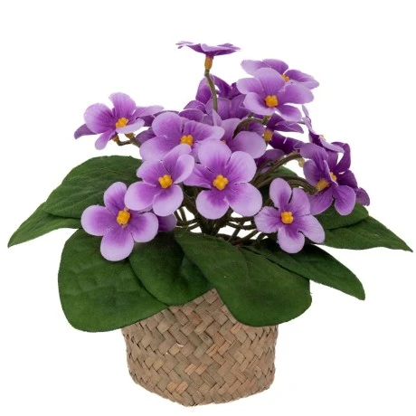 VIOLET FLOWERS 17CM IN SEAGRASS POT 9X7CM