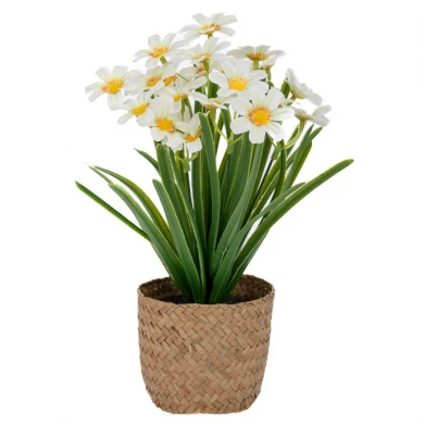 ΚΙΤΡΙΝΕΣ ΜΑΡΓΑΡΙΤΕΣ 30ΕΚ ΣΕ SEAGRASS ΚΑΣΠΩ Φ10.5Χ9ΕΚ