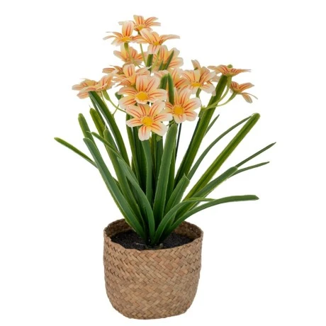 WHITE DAISY 28CM IN SEAGRASS POT 11X10CM