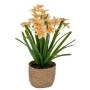 WHITE DAISY 28CM IN SEAGRASS POT 11X10CM