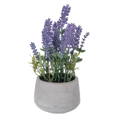 LAVENDER 24CM IN CEMENT POT 10X8CM