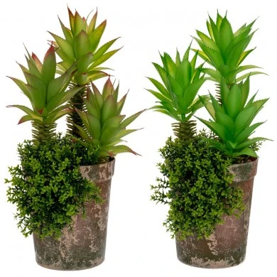 SUCCULENT PLANT IN CEMENT POT 12X35CM