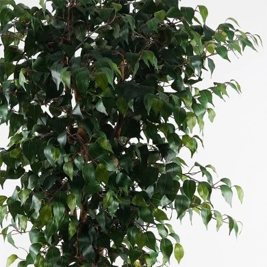 Decorative plant in pot Banyan Inart green D95x180cm