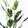 Ornamental plant in pot Lucky I Inart green D80x210cm