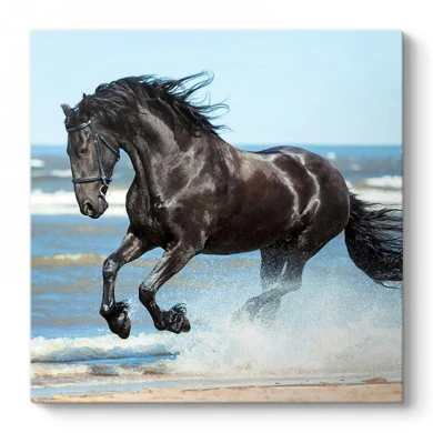 "Black Horse" Megapap canvas painting digital printing 60x60x3cm.