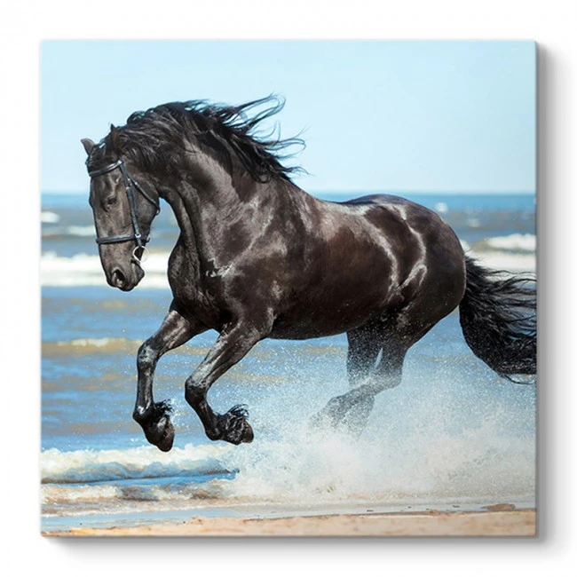 "Black Horse" Megapap canvas painting digital printing 60x60x3cm.
