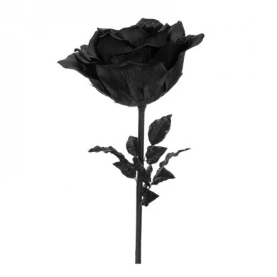 ΠΟΛΥ ΜΕΓΑΛΟ ΜΑΥΡΟ ΤΡΙΑΝΤΑΦΥΛΛΟ 116ΕΚ Φ37ΕΚ ΚΛΑΔΙ