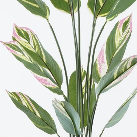Decorative plant in a pot Aglaonema Inart green D80x150cm