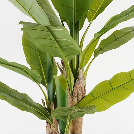 Διακοσμητικό φυτό σε γλάστρα Banana Tree Inart πράσινο Φ53x190εκ