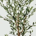 Διακοσμητικό φυτό σε γλάστρα Olia Inart πράσινο 65x55x180εκ